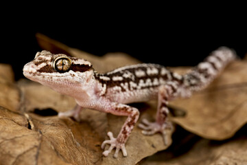 Ocelot gecko (Paroedura picta)