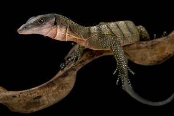 Peach-throated monitor (Varanus jobiensis)