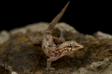 Raso wall gecko (Tarentola raziana)