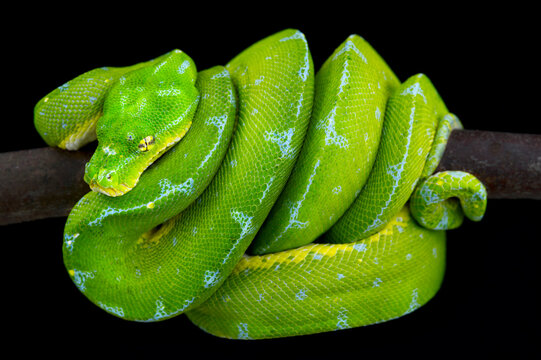 Green tree python (Morelia viridis) Jayapura, Papua, Indonesia