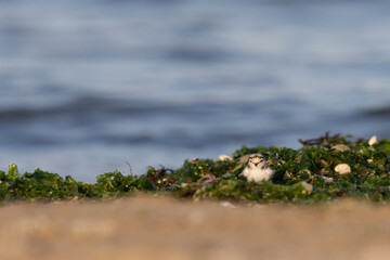 Waders or shorebirds, little ringed plover chick on the beach. Italy, Giulianova.