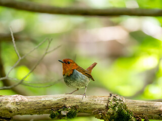 森の中で静かに枝に留まっているコマドリの雄
