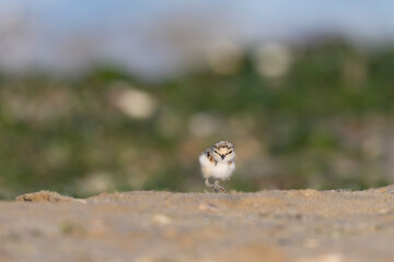 Waders or shorebirds, little ringed plover chick on the beach. Italy, Giulianova.