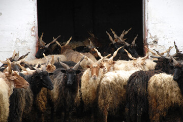 Ungarische Zackelschaf, Racka