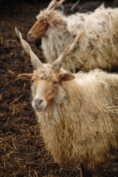 Ungarische Zackelschaf, Racka