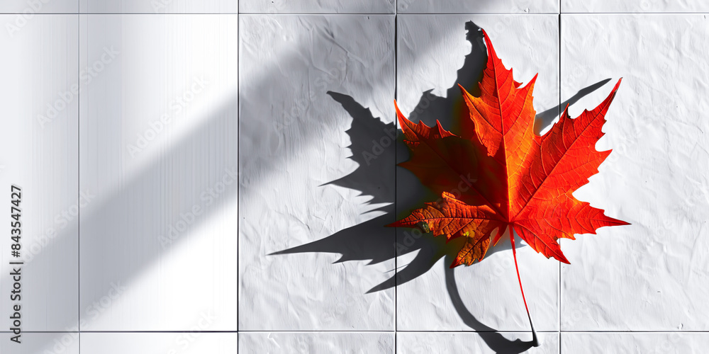 Poster maple leaf on a white wall with shadow. 3d rendering