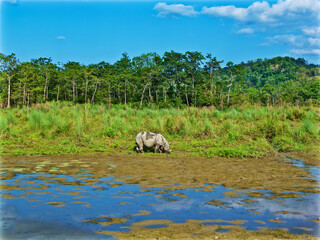 Rhino, The Indian rhinoceros (Rhinoceros unicornis) at Chitwan National Park, Nepal.