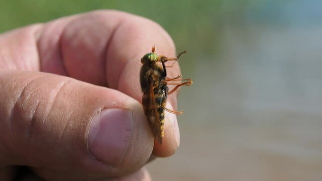 A man holds a gadfly with his fingers. Horsefly is a dangerous insect.