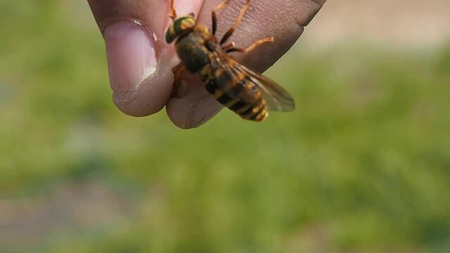 A man holds a gadfly with his fingers. Horsefly is a dangerous insect.