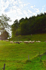 Obraz premium Schafhaltung