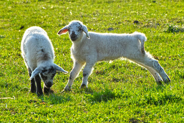 Schafhaltung,  Lämmer
