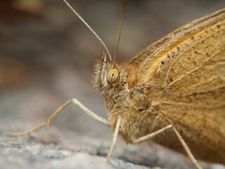 Heteronympha merope
