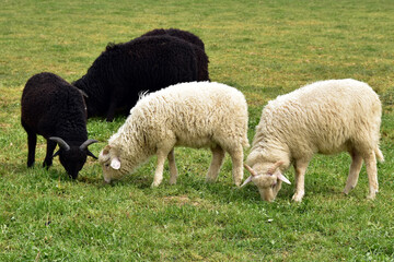 Schafherde, Waldschaf
