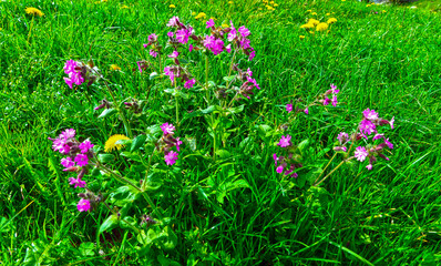 Rote Lichtnelke (Silene dioica)