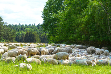 Obraz premium Schafhaltung