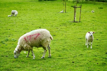 Lleyn sheep and lamb in a field in rural Kent, England. 