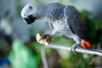 African Grey Parrot, because at this time the baby African Grey Parrot have not yet opened their eyes so African Grey Parrot do not recognize their parents
