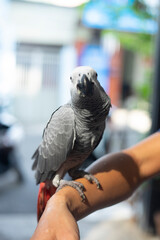 Obraz premium African Grey Parrot, because at this time the baby African Grey Parrot have not yet opened their eyes so African Grey Parrot do not recognize their parents