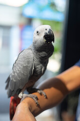 African Grey Parrot, because at this time the baby African Grey Parrot have not yet opened their eyes so African Grey Parrot do not recognize their parents