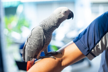 belly feathers African Grey Parrot are dark gray, African Grey Parrot primary feathers are gray,African Grey Parrot Has average flying skills, feathers African