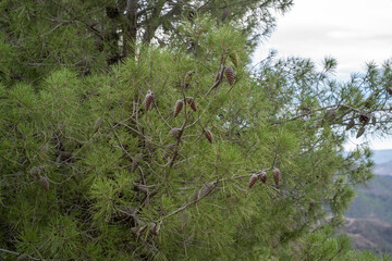 A lot of pine cones on branches with green needles