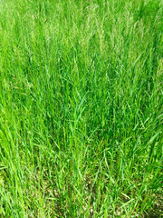 Green grass background. Texture for design