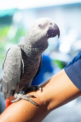 African Grey Parrot, because at this time the baby African Grey Parrot have not yet opened their eyes so African Grey Parrot do not recognize their parents
