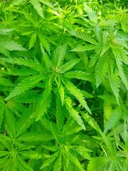 Cannabis plant texture. Background for design