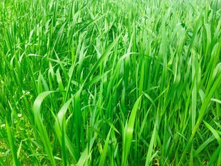 Green grass background. Texture for design