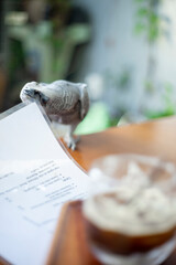 belly feathers African Grey Parrot are dark gray, African Grey Parrot primary feathers are gray,African Grey Parrot Has average flying skills, feathers African