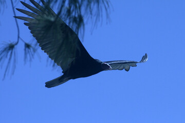 Um gigante urubu-cabeça-vermelha visitando a praia de Cordeirinho - Maricá - RJ