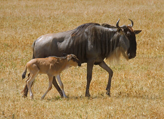 wildebeest cow and her calf walking across the savanna on safari in ngorongoro crater, tanzania, east africa
