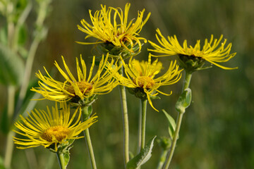 Alant,  Echter, Inula helenium