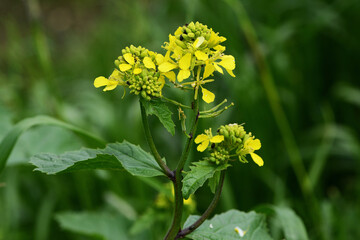 Ackersenf,  Gelbsenf,  Sinapsis arvensis
