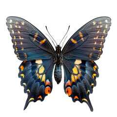Black Butterfly with Yellow and Orange Spots