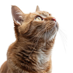 Ginger Cat Looking Up
