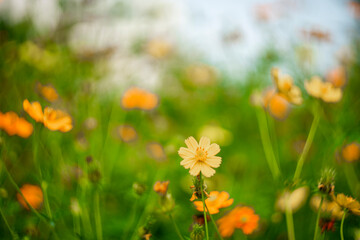 Obraz premium sulphureus may need staking if subjected to high winds and frequent storms.When the spring-planted cosmos appears to have an abundance of dried seed, Cosmos sulphureus not remove the plants. Encourage