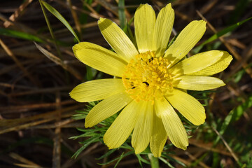Frühlings-Adonisröschen,  Frühlings-Adonis, Adonis vernalis