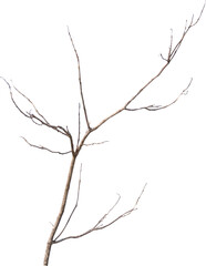 Dry tree branches isolated on white background