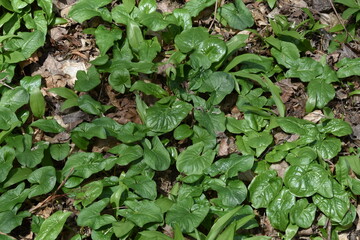 Aronstab, Gefleckter, Arum maculatum