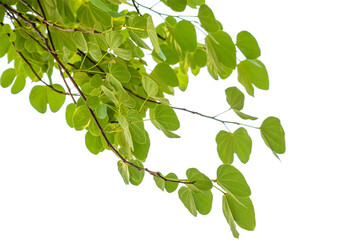 Green leaves on tree branch isolated on white background