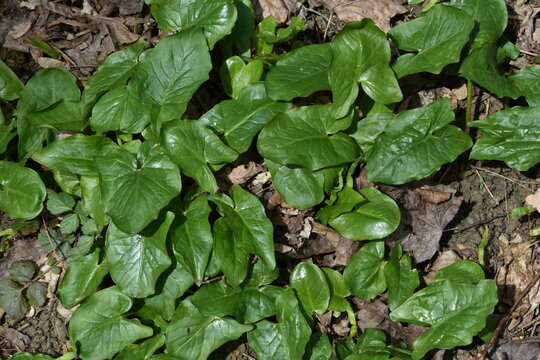 Aronstab, Gefleckter, Arum maculatum