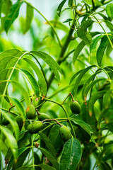 drink water every day helps reduce cough effectively. Or grind a few pieces to squeeze out the juice, Spondias mombin combine with a little salt to drink, Spondias mombin also has the effect of reduci