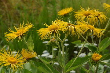 Alant,  Echter, Inula helenium