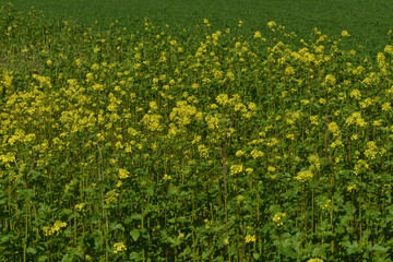 Ackersenf,  Gelbsenf,  Sinapsis arvensis