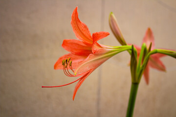 Fototapeta premium Very beautiful lily flower. Pink lily with beautiful bulb and seeds. 