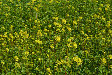 Ackersenf,  Gelbsenf,  Sinapsis arvensis