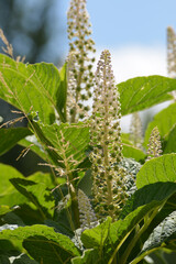 Amerikanische Kermesbeere, Phytolacca americana