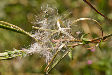 Pfaffenh&uuml;tchen-Gespinstmotte