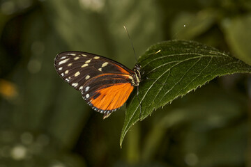 Obraz premium mariposa tigre de cola larga (heliconius hecale)